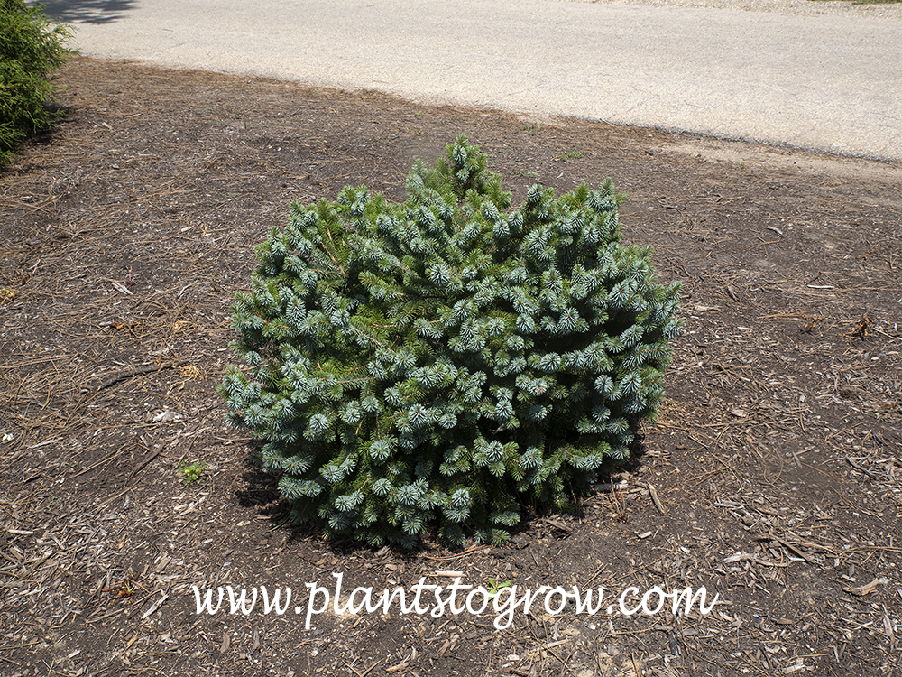 Silver Dwarf Sitka Spruce (Picea sitchensis ‘Silberzwerg’)
